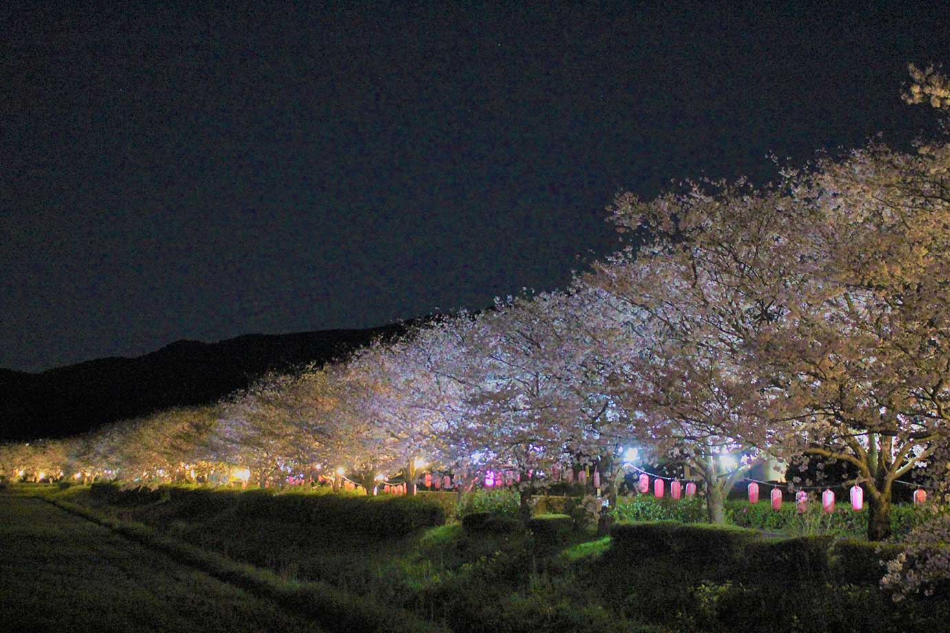 Cherry blossoms along Sakurazutsumi Road