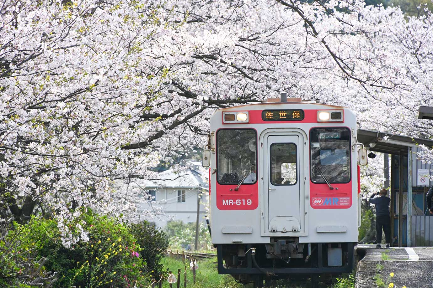 Rows of cherry blossom trees at Uranosaki Station
