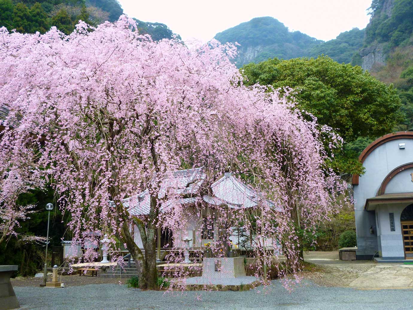Jisso Temple's weeping cherry trees