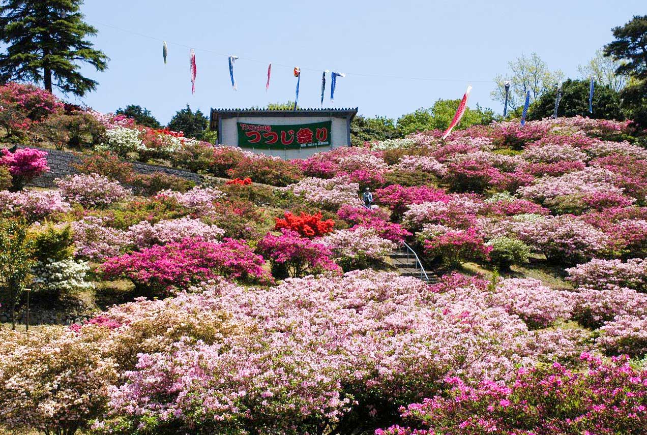 Takenokoba Park's rhododendrons