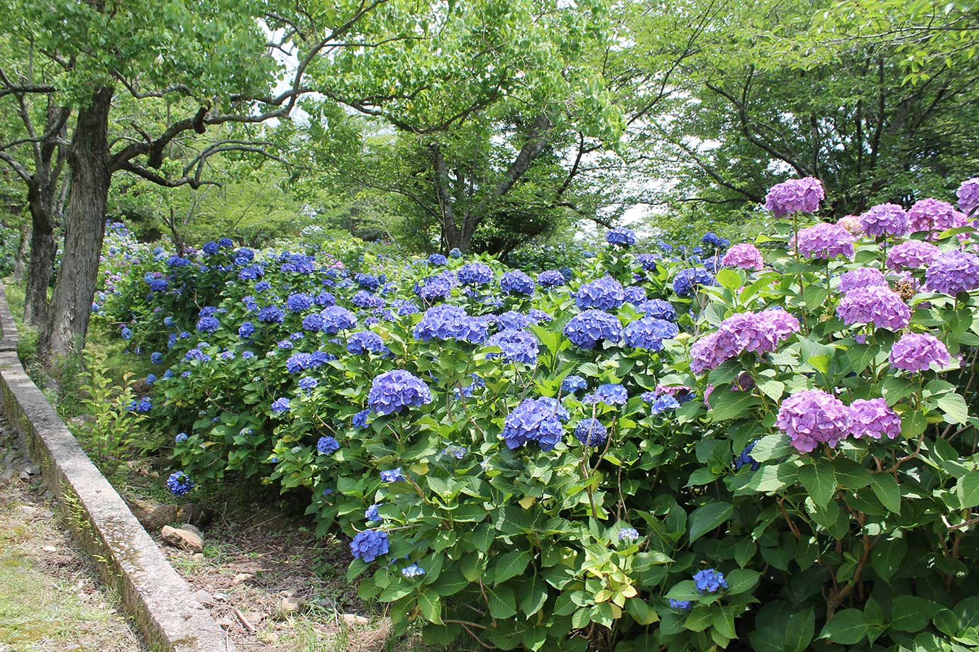 Flowers in Kujakuen Garden