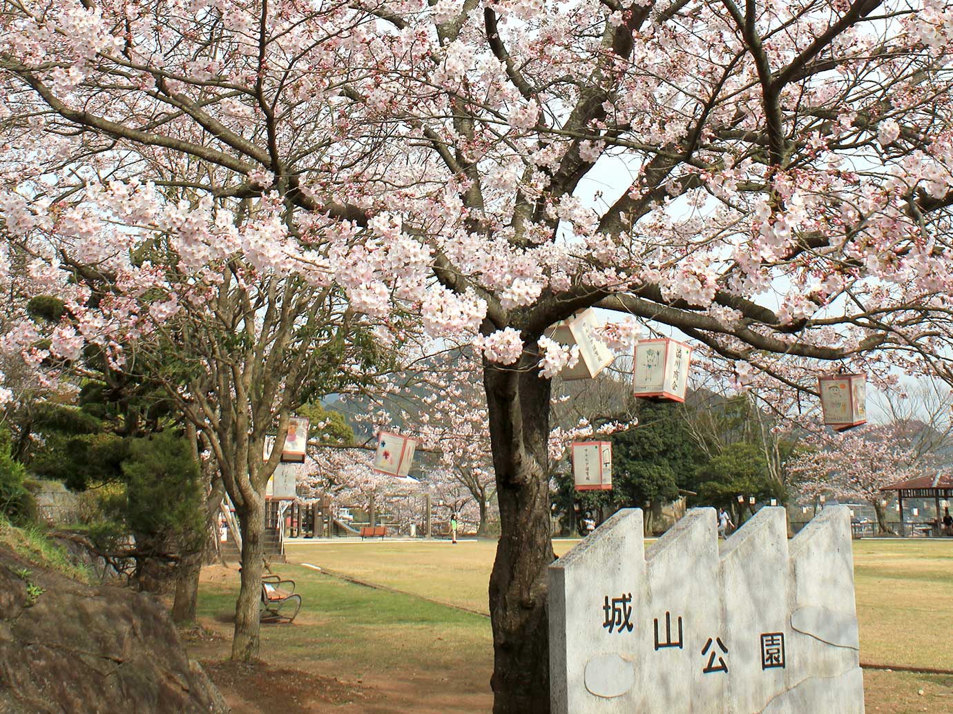 Cherry blossoms of Shiroyama Park