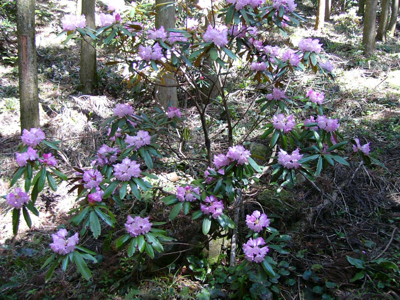 Rhododendrons of Mt. Kokuzo Iwaya trail entrance