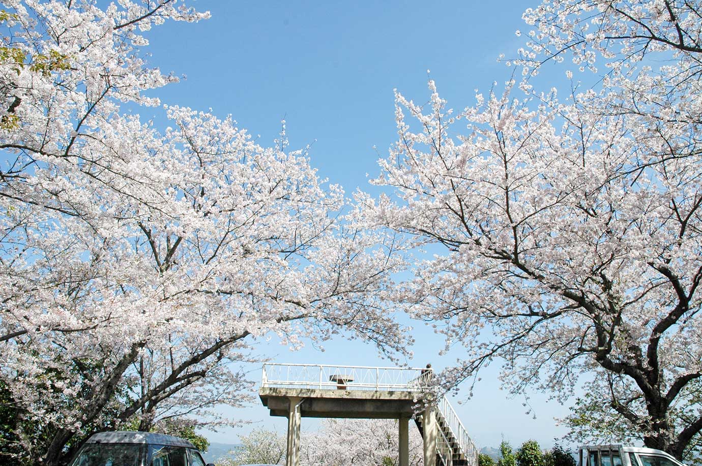 Oyama Park's cherry blossoms