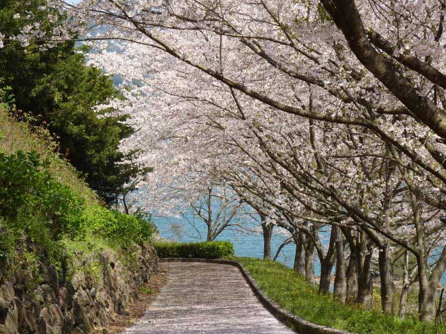 Kawazubana Park's cherry blossoms