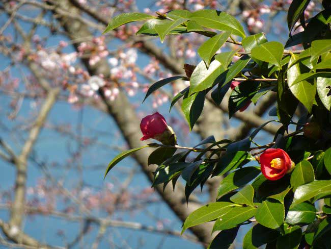 Kawazubana Park's camellias