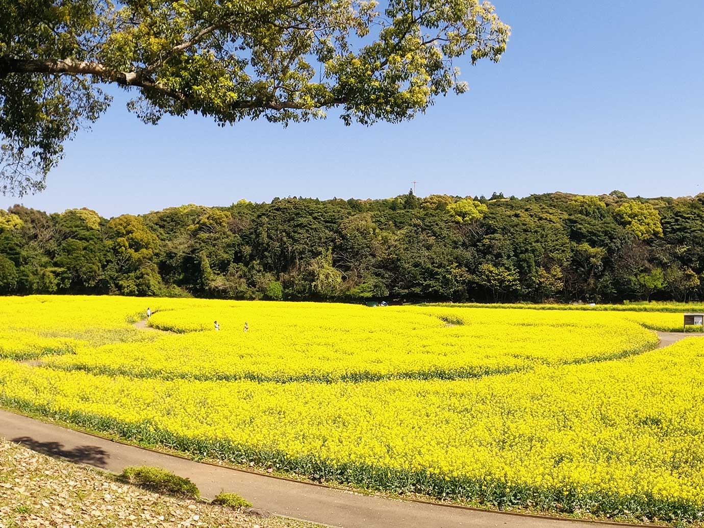 Canola blossoms at Tenkaiho
* Already posted as a tourist facility ?